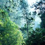 Soutenir des puits de carbone