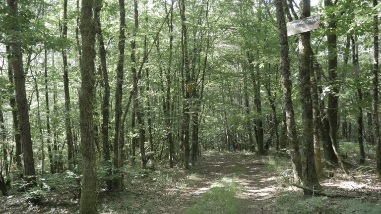 Forêt supposée appartenir à EcoTree
