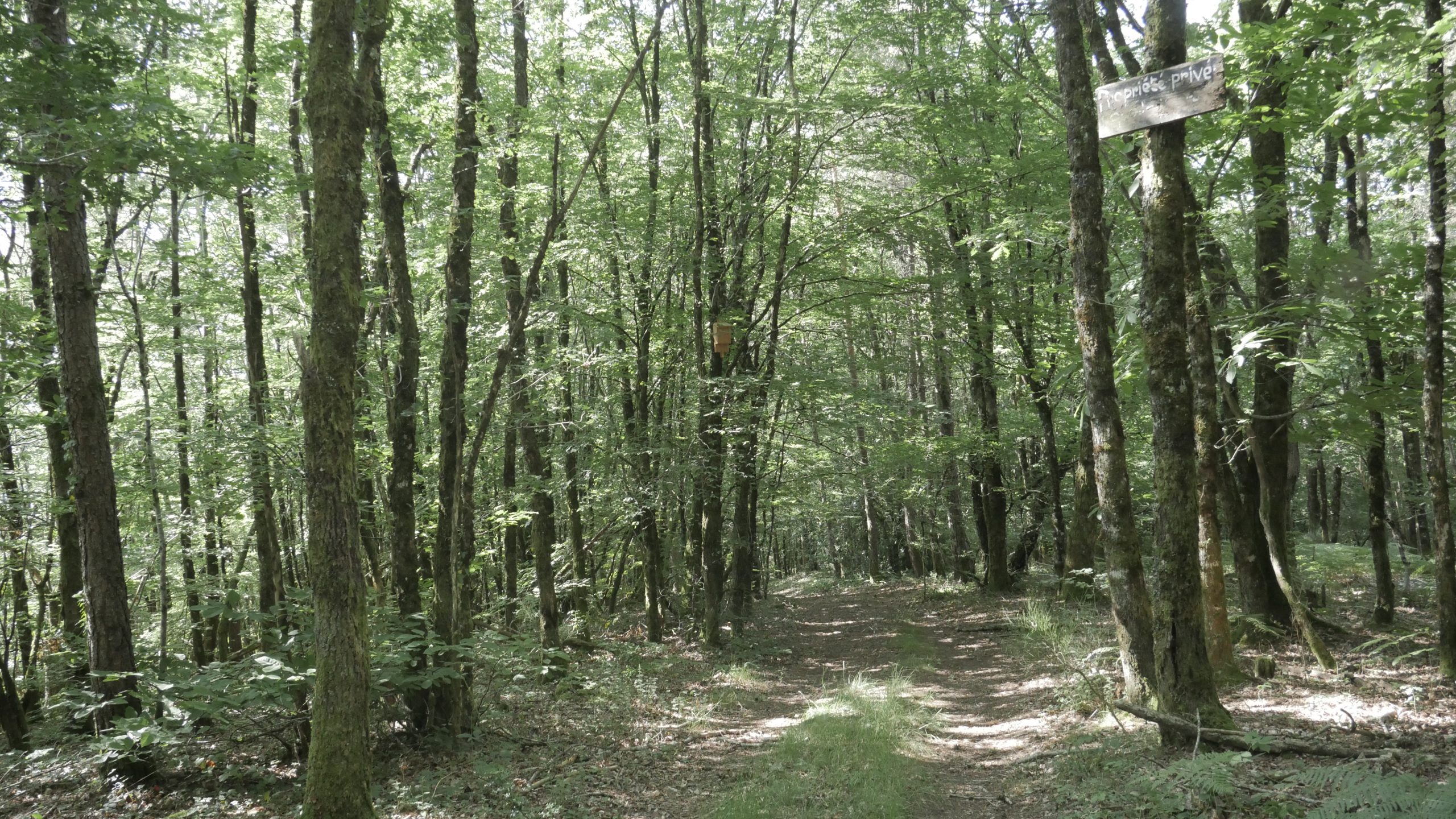 Forêt supposée appartenir à EcoTree