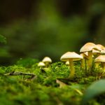champignons en forêt