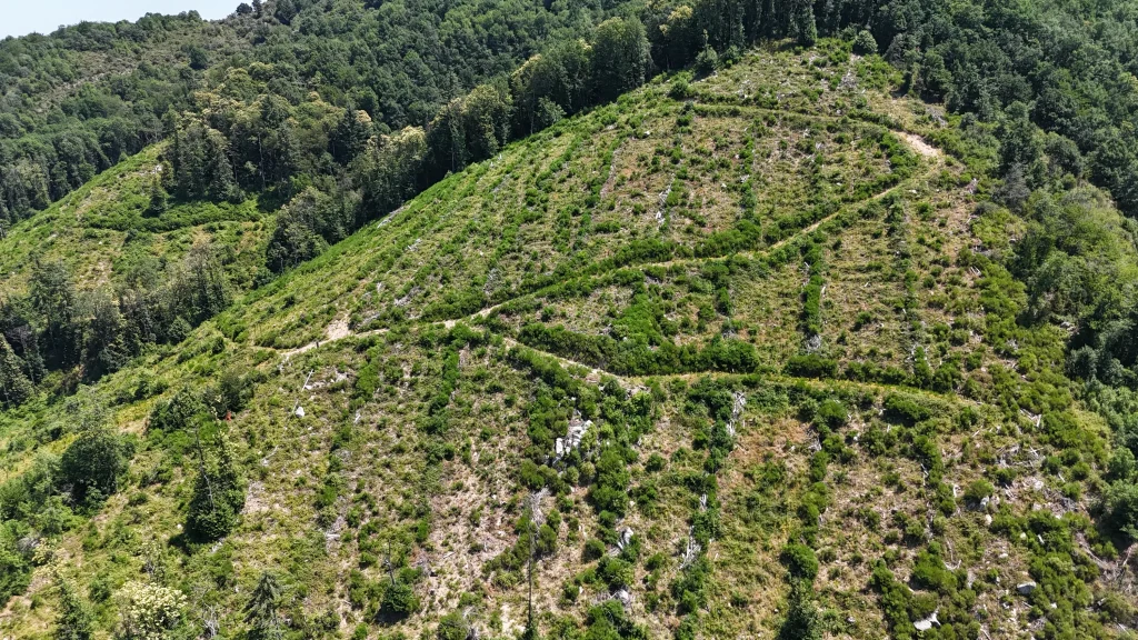 Forêt EcoTree reboisée à Ajoux (Ardèche)