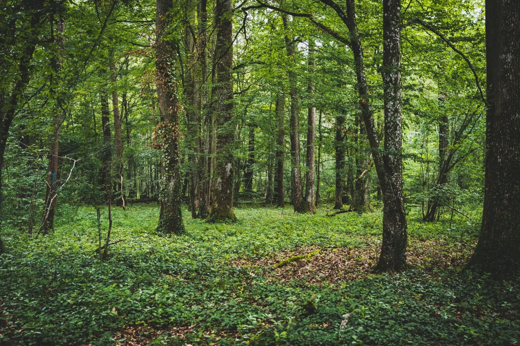 Forêt de Pézarches - EcoTree